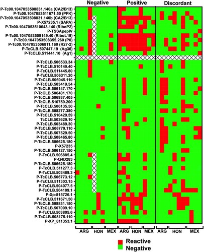 Figure 4. Peptide ELISA reactivity of individual plasma samples. The reactivity of individual peptides (horizontal lines) was colour coded as indicated (reactive: red; negative: green) based on peptide ELISAs with individual plasma samples (vertical columns). These included Negative and Positive controls, as well as Discordant positive samples, derived from Argentina (ARG), Honduras (HON), and Mexico (MEX). The top section corresponds to peptides from known antigens, and the bottom section to peptides from new conserved antigens.