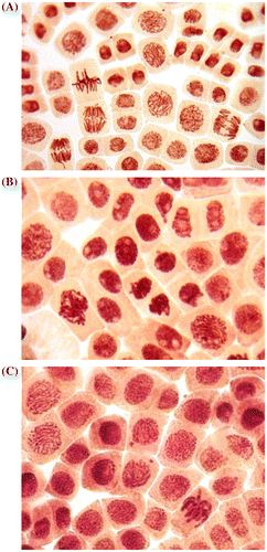 Figure 1. (A) Control meristematic cells of A. cepa; (B) destruction of interphase chromatin (nuclear budding) and formation of micronuclei in root meristem of A. cepa after incubation in solution of 100 ml l–1 H. sosnowskyi juice; (C) micronuclei at the center in root meristem of A. cepa after incubation in solution of 100 ml l–1 H. sosnowskyi juice.