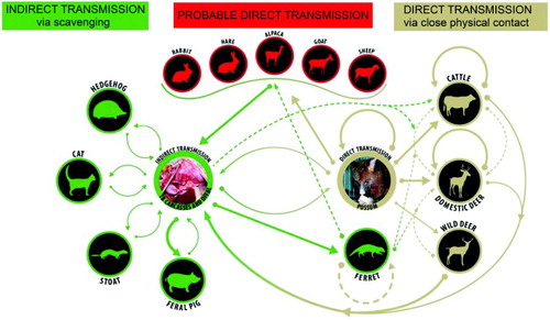 Figure 2. Direct and indirect pathways for spread of bovine tuberculosis between and within species in New Zealand. Bold arrows indicate a main source or route of infection; brown depicts direct transmission, green depicts indirect transmission via scavenging or investigation of tuberculous carcasses and offal, and red indicates that the source of infection is unknown but likely to be by direct means.