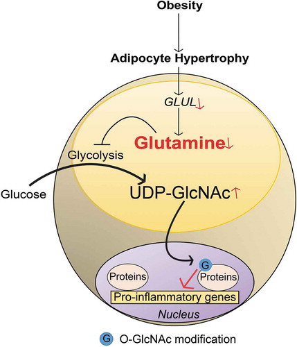 Figure 1. Linking glutamine metabolism to inflammation in obesity. A schematic representation summarizing the findings discussed in this commentary. In obesity, adipocyte hypertrophy attenuates GLUL expression via unclear mechanisms. This reduces the conversion of glutamate to glutamine resulting in reduced intracellular glutamine levels. Lowered glutamine levels shift the balance from glutaminolysis towards glycolysis, leading to increased activity in hexosamine biosynthetic pathway and higher levels of UDP-GlcNAc. The latter promotes nuclear O-GlcNAcylation (symbolized by G, e.g. SP1) which increases the transcriptional activity of pro-inflammatory genes