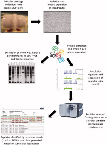 Figure 1. Schematic overview of the experimental design used in this study.