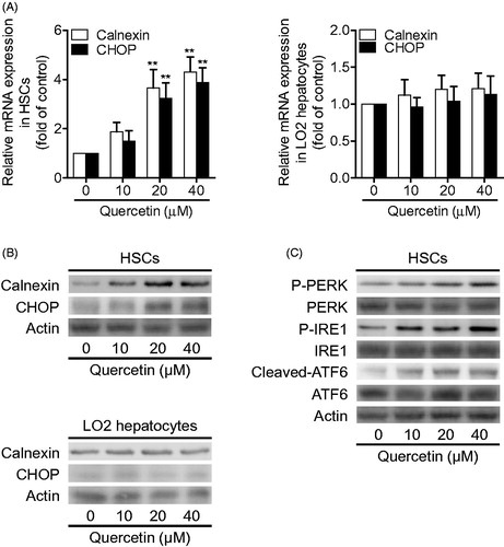 Figure 3. Quercetin activates ERS pathway in HSCs. (A) Real-time PCR analyses of calnexin and CHOP in HSCs and human LO2 hepatocytes. Significance **p < .01 versus control. (B) Western blotting analyses of calnexin and CHOP in HSCs and human LO2 hepatocytes. (C) Western blotting analyses of PERK, IRE1and ATF6 in HSCs.