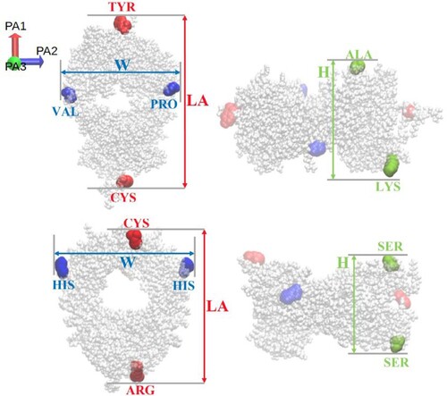 Figure 1. Definition of the long axis (LA), width (W) and height (H) of the Fab (top) and Fc (bottom) fragments. The coloured spheres show the residues used to calculate the protein dimensions. LA, W and H were obtained from the distance between the centers of mass of those residues.