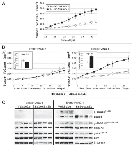 Figure 5 In PANC-1 xenografts, increased ErbB3 expression directly correlates with increased cellular proliferation (p < 0.05) and sensitivity to EGFR targeted therapy (p < 0.05). (A) After 5 weeks, ErbB3+PANC-1 xenografts had a significantly larger mean tumor volume (479.6 ± 60.7 mm3 vs. 261.1 ± 35.0 mm3; p < 0.05). (B) When treated with erlotinib, ErbB3+PANC-1 xenografts demonstrated a significant greater decrease in the rate of proliferation than did ErbB3−PANC-1 xenografts relative to vehicle-treated control groups. Tumor growth in each cell line is plotted with vehicle treated controls to demonstrate that ErbB3+PANC-1 xenografts displayed increased tumor proliferation, and that when treated with erlotinib, ErbB3+PANC-1 xenografts were not significantly larger than ErbB3−PANC-1 treated tumors. Data represents the mean ± SEM for 8 xenografts. (C) Western blot xenograft analysis confirms ErbB3 expression and shows that erlotinib results in diminished phospho-ErbB3 and phospho-AKT signaling in ErbB3+PANC-1 tumors.