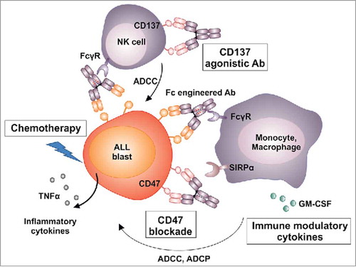 Figure 2. Enhancing effector cell-mediated antibody functions. Potential strategies to further improve antibody-dependent cell-mediated phagocytosis (ADCP) by Fc engineered CD19 antibodies include combination of the antibody with chemotherapy regimen that modulate the tumor microenvironment in the bone marrow (e. g. by induced secretion of cytokines such as TNFα). Also, ADCP may be promoted by blocking interactions between the inhibitory SIRPα receptor on macrophages and the ‘don't eat me’ signal CD47 on ALL blasts. Another strategy may be to co-stimulate NK cells by combining CD19 antibodies with immune modulatory antibodies targeting for example the co-stimulatory CD137 receptor, which alter the NK cell activation status and boost antibody-dependent cell-mediated cytotoxicity (ADCC) in combination with a tumor targeting antibody. Moreover, CD19 antibodies may be combined with immunomodulatory cytokines (e. g. GM-CSF, IFN-γ) or drugs (e. g. lenalidomide) for sustained activation of lymphocytes or myeloid effector cells.