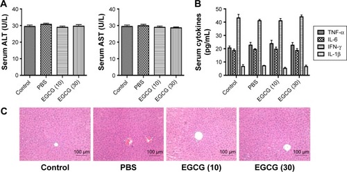 Figure 1 Effects of PBS and EGCG on the liver function and pathology of healthy mice.