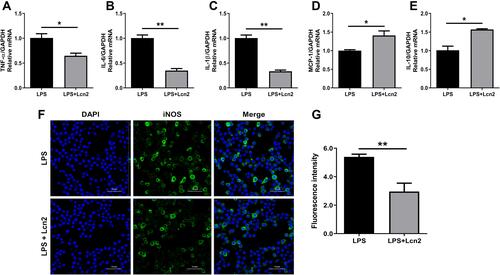 Figure 5 Lcn2 attenuates the inflammatory response of macrophages. RAW264.7 macrophages were treated with 2 µg/mL recombinant Lcn2 for 22.5 h and 1 µg/mL LPS for 1.5 h. (A–E) Real-time PCR analysis of cytokine mRNA expression levels (n = 3). Relative mRNA expression of cytokines normalized to GAPDH rRNA as the reference genes. The mRNA expression of cytokines in LPS-treated mice was used as the control. (F–G) RAW264.7 macrophages were subjected to staining with rabbit monoclonal antibody iNOS and Alexa Fluor 488 goat anti-rabbit IgG, and observed by laser scanning confocal microscope (n = 3). Cells were assayed for expression by detection of iNOS gene (green) by fluorescence microscopy. Cell nuclei were labeled with DAPI (blue). The number of cells were quantified to the same level for detection of fluorescence intensity. Values were average means of triplicate experiments. Results were expressed as means ± SEM. Statistical analysis used Wilcoxon signed-rank test. *P < 0.05, **P < 0.01.