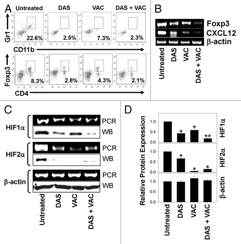 Figure 3. Combinatorial DAS + VAC therapy reduces immunoregulatory cell populations and alters hypoxia-mediated signaling in the tumor microenvironment. (A–D) Day 34 M05 melanomas were isolated from host mice that were left untreated or were treated (starting on d10 post tumor cell s.c. injection) with either 0.1 mg/day dasatinib (DAS) orally administered for 7 consecutive days, or contralateral s.c. vaccination (VAC) consisting of 106 OVA257–264 peptide-pulsed dendritic cells (DCs) genetically modified to overexpress IL-12, or a combination of DAS + VAC. (A) Dissociated tumors from the various treatment groups were analyzed for their content of myeloid-derived suppressor cells (MDSC; CD11b+Gr1+) and regulatory T cells (Tregs, CD4+Foxp3+) by immunofluorescence staining and flow cytometry. The percentage of cells bearing the specified phenotype is reported in panel insets. (B and C) RT-PCR analysis of the levels of Foxp3, CXCL12, HIF1α, HIF2α, and β-actin mRNA transcripts (panels B and C) and western blot analysis for expression of HIF1α, HIF2α, and β-actin protein (panel C). (D) Densitometric analysis of western blots (shown in C) scanned to determine comparative protein levels in each tumor cohort relative to the untreated control that was assigned an arbitrary value of 1.0. Representative data from 1 of 3 independent experiments is depicted. Statistical analyses were performed by Student’s t test or 1-way ANOVA; *P < 0.05 vs. untreated (t test), **P < 0.05 vs. all other groups (ANOVA).