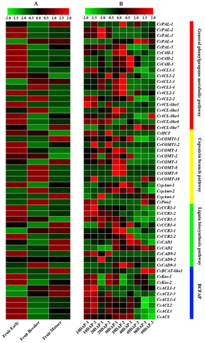 Figure 5. Expression heatmaps of the capsaicin metabolic genes in total fruits [Citation38] and placental tissue in Capsicum chinense L. [Citation12] during the fruit development stage based on the RNA-Seq data. Note: These data were normalized to a row scale. Days after pollination (DAP); Days post-anthesis (DPA); Fruit-Early (20DPA); Fruit-Breaker (30-45DPA); Fruit-Mature (45-60DPA).