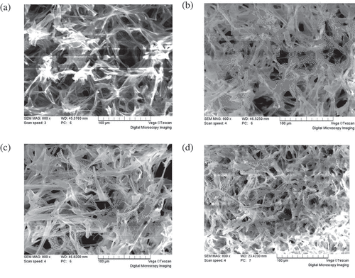 Figure 3. The scanning electron microscope (SEM) micrographs for (A) 50°C hot-air dried shiitake, (B) 60°C hot-air dried shiitake, (C) 70°C hot-air dried shiitake, and (D) freeze-dried shiitake