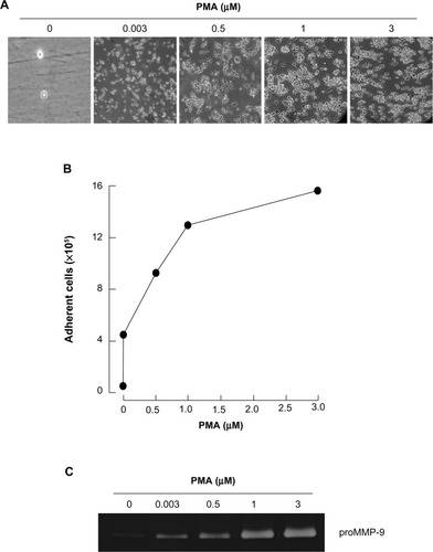 Figure 1 PMA triggers promyelocytic HL-60 cell differentiation into adherent macrophages.