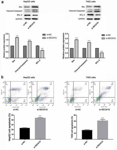 Figure 4. SEC61G was involved in cell apoptosis. (a) Western blotting examination of the expression of apoptosis-associated proteins in si-SEC61G transfected HepG2 and 7402 cells, respectively. (b) Flow cytometry showed that the number of apoptotic cells increased significantly in si-SEC61G transfected HepG2 and 7402 cells, respectively. All experiments were carried out for three times. Data are expressed as mean ± SD. *** P < 0.001 compared with si-NC group