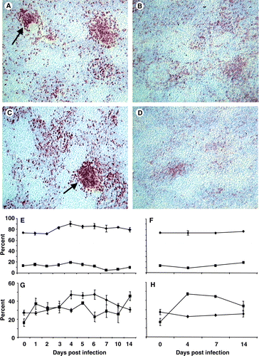 Figure 6. 6A: Scattered CD4+ cells throughout the uninfected spleen forming aggregations (arrow) around the vasculature (×100). 6B: After infection with UK661 few spatial changes occurred, although by 14 d.p.i. the CD4+ population was larger than in uninfected spleens (×100). 6C: The CD8+ population in an uninfected spleen was mostly aggregated in the T-cell zones (arrow) around blood vessels (×100). 6D: The number of CD8+ cells decreased slightly after infection, and by 14 d.p.i. less dense aggregations were detected (×100). 6E: Flow cytometry analysis revealed little change in either the CD3+ (♦) or γδ TCR+ T-cell (▪) populations. 6F: Proportions of CD3+ (♦) and γδ TCR+ T cell (▪) cells in the spleens of uninfected chicks. 6G: Proportion of CD4+ (▴) cells transiently increased and was maximal (P<0.05) at 4 to 6 d.p.i., while the proportion of CD8+ (•) cells increased slightly and was greatest at 14 d.p.i. 6H: The proportion of CD4+ (▴) and CD8+ (•) cells in uninfected spleens. Values expressed as the mean±standard error of the mean, n=5.