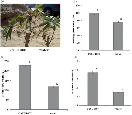 Figure 1. Effects of PGPR Bacillus subtilis CaSUT007 on the growth and development of cassava seedling under greenhouse conditions, as measured at 14 days after inoculation. (a) cassava seedling under greenhouse conditions in sterile soil, (b) percent of seedling germination, (c) dry weight, and (d) number of lateral root.