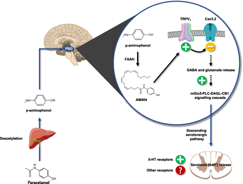 Figure 1 Schematic representation of the central mechanism of action of paracetamol to its antinociceptive activity. Paracetamol is deacetylated in p-aminophenol in the liver, then metabolized in the brain by FAAH into AM404. AM404 activates the TRPV1 channel‐mGlu5 receptor‐PLC‐DAGL‐CB1 pathway and co-activates the Cav 3.2 T-type calcium channel, which in turn reinforces the activity of the descending serotonergic pathways.