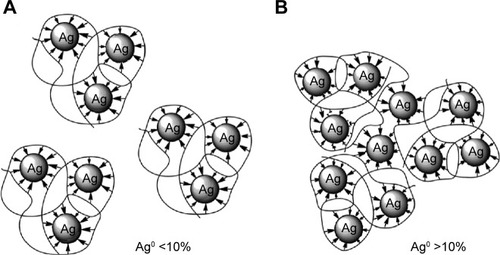 Figure 2 Intramolecular (A) and intermolecular (B) interactions of silver nanoparticles with poly (VT-co-VP) macromolecules.Abbreviation: Poly (VT-co-VP), copolymer of 1-vinyl-1,2,4-triazole and N-vinylpyrrolidone.