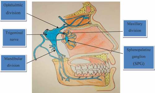 Figure 1. Redrawing diagram depicting relationships of trigeminal nerve, sphenopalatine ganglion (SPG) and the three divisions of the trigeminal nerve [Citation3]