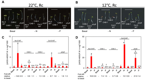 Figure 2. Development and anthocyanin content of wild-type and phytochrome-deficient seedlings under continuous red light. No-0 wild-type (No-0 WT), CAB3::pBVR1 (CAB-1), CAB3::pBVR2 (CAB-2), Col-0 wild-type (Col-0 WT), and phyB (Salk_022035) seedlings were grown at 22 °C for 4 d or 12 °C for 10 d on basal (B), nitrogen-limited (-N), or phosphate-limited (-P) Phytoblend medium with 1% sucrose under continuous R (Rc) illumination of 50 μmol m-2 s-1. (A, B) Images of seedlings. Scale bar represents 1 cm. (C, D) Anthocyanin content. Bars represent the mean (± SD) of at least 3 independent measurements. Numbers above each bar represent the percent of anthocyanins accumulated relative to WT grown on the same medium. Fold-increase values for anthocyanin levels for seedlings grown on nutrient-deficient medium relative to growth of the same line on basal medium are shown below the bar graph. Two-tailed, unpaired Mann-Whitney U-test analyses were performed to compare the means of anthocyanin contents per mg of fresh weight for a particular line on basal medium relative to respective nutrient limitations. Letters above bars: a, P < 0.001; b, P < 0.01; c, P ≤ 0.05.