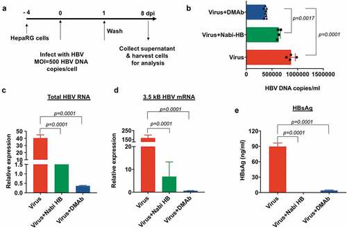 Figure 4. HBV-DMAb neutralizes HBV and blocks infection of HepaRG cells.