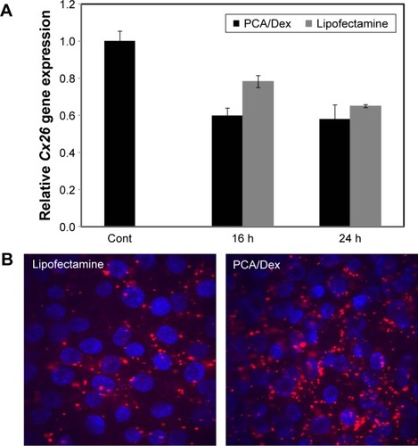 Figure 10 Downregulation effects of Cx26 siRNA cells by PCA/Dex in HEI-OC1 cells compared with Lipofectamine (Lipofectamine® RNAiMax).Notes: (A) Relative Cx26 gene expression treated with/Cx26 or Lipofectamine/Cx26 with time, according to RT-PCR (n=3, mean ± SD). (B) Cellular uptake of Cx26 siRNA-TAMRA using Lipofectamine or PCA/Dex at 24 h after delivery into HEI-OC1 cells.Abbreviations: Arg8, arginine 8; Dex, dexamethasone; h, hours; PCA, PHEA-g-C18-Arg8; RT-PCR, real-time polymerase chain reaction; SD, standard deviation.