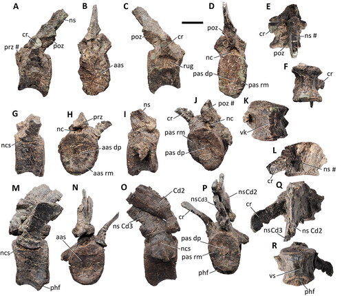 Figure 23. Comptonatus chasei gen. et sp. nov. (IWCMS 2014.80). Anterior three caudal vertebrae. Cd1 in A, left lateral, B, anterior, C, left lateral, D, posterior, E, dorsal and F, ventral views. Cd2 in G, left lateral, H, anterior, I, left lateral, J, posterior, K, dorsal and L, ventral views. Cd3 in M, left lateral, N, anterior, O, left lateral, P, posterior, Q, dorsal and R, ventral views. Abbreviations: aas, anterior articular surface; aas dp, anterior articular surface central depression; aas rm, anterior articular surface raised margin (torus); cr, caudal rib; nc, neural canal; ncs, neurocentral synchondrosis; ns, neural spine; pas dp, posterior articular surface central depression; pas rm, posterior articular surface raised margin (torus); phf, posterior haemal facet; poz, postzygapophysis; prz, prezygapophysis; rug, rugose surface of open neurocentral synchondrosis, vk, ventral keel; vs, ventral sulcus; #, fractured surface. Scale bar represents 50 mm.