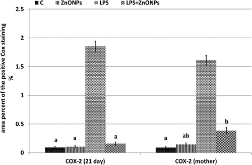 Figure 7. Histogram illustrating the area percent of immunohistochemical reaction of COX-2 in the optic nerve of 21-day-old offspring and their mother rats treated with LPS with or without ZnO NPs. Means with different letters indicate the variations between the groups within the same row using Tukey’s honestly significant difference (p ≤ 0.05) test. Note overexpression of COX-2 in the optic nerve of 21-day-old rats and their mother rats treated with LPS and improved in that treated with ZnO NPs plus LPS. .