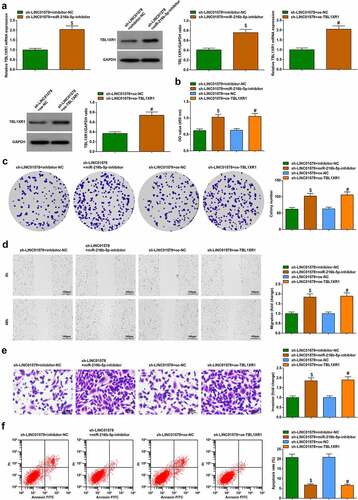 Figure 8. LINC01578 mediates TBL1XR1 expression through miR-216b-5p and affects LC radiation resistance. (a-b). miR-216b-5p inhibitor or oe-TBL1XR1 elevated TBL1XR1 expression in sh-LINC01578-modified A549-RR cells; (c-d). miR-216b-5p inhibitor or oe-TBL1XR1 augmented sh-LINC01578-modified A549-RR cell proliferation; (e). miR-216b-5p inhibitor or oe-TBL1XR1 augmented sh-LINC01578-modified A549-RR cell migration ability; (f). miR-216b-5p inhibitor or oe-TBL1XR1 augmented sh-LINC01578-modified A549-RR cell invasion ability; (g). miR-216b-5p inhibitor or oe-TBL1XR1 suppressed sh-LINC01578-modified A549-RR cell apoptosis; Measurement data were presented as mean ± standard deviation. $ vs. the sh-LINC01578 + inhibitor-NC group, P < 0.05; # vs. the sh-LINC01578 + oe-NC group, P < 0.05.