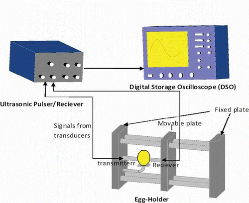Figure 1  The experimental setup for ultrasonic testing of poultry eggs.