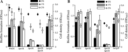Fig. 2. Effects of Ethanol on Biofilm Formation in WT and Exopolysaccharide Defective Mutants.Note: P. aeruginosa PAO1 WT, ΔpelA, ΔpslA, ΔpelAΔpslA, and ΔalgD mutants were incubated statically in LB (A) or M63 (B) medium with and without 1–2% of ethanol at 37°C for 6 h. Bar charts and dots indicate biofilm formation and cell densities of planktonic cells, respectively. Data are averages of four independent cultures, and standard deviations are shown.