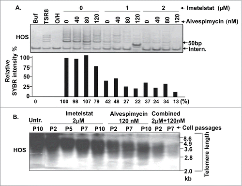 Figure 2. Combined effect of the HSP90 inhibitor on HOS cells. (A) Telomerase activity assay. HOS cells were grown in media containing the indicated concentrations of imetelstat and alvespimycin. The lower panel represents relative SYBR green fluorescence intensity corresponding to the lanes of the gel electrophoresis picture in the upper panel. Buf: cell lysate buffer as a negative control. TSR8: telomerase quantitation template control. 0/H:heat-treated cell lysate samples to inactivate telomerase activity as a negative control. Intern: 36 bp internal PCR standard control. (B) Telomere length Southern blot. Digested DNA from indicated passage numbers (P) of HOS cells was subjected to Southern blot using a digoxigenin-labeled telomere repeat (TTAGGG)6 probe. DNA marker size (kb) is indicated along the right side of the blot. Untr.: Untreated control, Combined: imetelstat plus alvespimycin treatment.