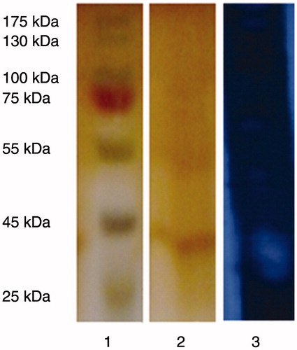 Figure 1. SDS-PAGE of the purified protease from B. licheniformis A10. Lane 1: Bio-Rad Precision Plus molecular weight markers (Bio-Rad, Hercules, CA); lane 2: purified protease, lane 3: zymography of the purified protease.