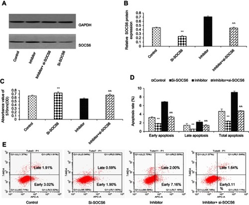 Figure 4 kshv-mir-k12-1-5p promotes cell growth by targeting SOCS6. (A and B) Western blot was used to detect the protein level of SOCS6 in KS cells transfected with SOCS6 siRNA, kshv-mir-k12-1-5p inhibitor, co-transfected with kshv-mir-k12-1-5p inhibitor and SOCS6 siRNA, respectively. Control: The cells without any transfection. (C) CCK-8 and (D and E) flow cytometry assays were performed to evaluate the proliferation, apoptosis of KS cells. All data are presented as the mean ± SD. **P<0.01 for SOCS6 siRNA vs Control, ^^P<0.01 for kshv-mir-k12-1-5p inhibitor vs co-transfection with kshv-mir-k12-1-5p inhibitor and SOCS6 siRNA.Abbreviations: siRNA, small interfering RNA; CCK-8, cell counting kit-8.