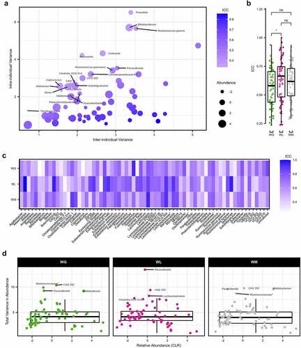 Figure 4. Variation of the gut microbiome at the genus level. (a) Relationship between the intra-individual and inter-individual variations of genera for all samples. Dots colored by intraclass correlation coefficients (ICC) and sized according to the center log-ratio (CLR) relative abundance. Genera with an ICC ≤ 0.50 are labeled by name. (b) Boxplots of the ICC for each genus within weight gain (WG), weight loss (WL), or weight maintenance (WM) participants (Wilcoxon rank sum test, *P = .023). (c) Heatmap of the ICC for each genus by weight change trajectory. (d) Total variance (intra-individual + inter-individual variance) of each genus for WG, WL, and WM participants, plotted against the CLR relative abundance. Outliers for each group are labeled by name. For boxplots, the median is represented by the center line with the box representing the 1st and 3rd quartiles, whiskers extend 1.5× the interquartile range. Features with an asterisk are listed at the family as the genus was unclassified.