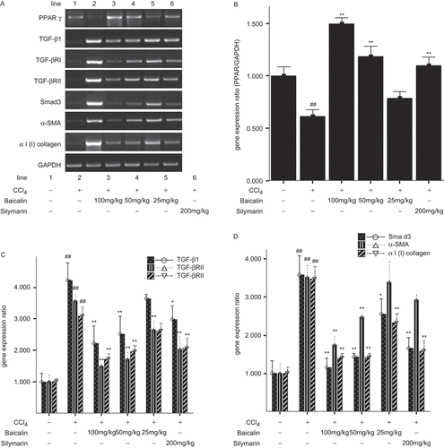 Figure 4.  Expression of TGF-β1 related genes and PPARγ in the liver. (A) primary results of PCR, (B) semiquantitative results of PPARγ, (C) semiquantitative results of TGFβ1, TβRI and TβRII, (D) semiquantitative results of SMAD3, α-SMA and αI(I) collagen. Data were expressed as mean ± SD (n = 3). *P < 0.05 and **P < 0.01 versus untreated group; #P < 0.05 and ##P < 0.01 versus normal group.