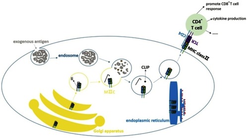 Figure 1 Classical antigen presenting by MHC class II molecule. MHC class II is an important part in antigen presenting process especially in presentation of exogenous antigens. APCs can take up antigens through phagocytosis, pinocytosis and other ways. Protein antigens will go into the endosomes. The α chain and β chain of MHC class II are dimerized in endoplasmic reticulum and combine with Ia-associated invariant chain (Ii) to form (αβIi)3 as nonamer. The nonamer will be sent to Golgi apparatus and then form the MHC class II compartment (MIIC). In MIIC the Ii will be decomposed, but class II-associated invariant chain peptide (CLIP) will still be preserved. The endosome merges with MIIC, CLIP will be removed with assistance of HLA-DM (not shown in figure) and the peptide of antigen will be loaded on MHC class II subsequently. Then it can be presented to CD4+ T cells to activate them and trigger the latter reactions.