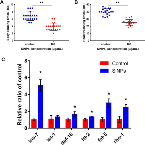 Figure 6 (A and B) The effect of SiNPs on locomotion behavior in C. elegans. (A) Impacts on body bending. (B) Impacts on head thrashing. (C) qRT-PCR analysis. The ins-7, daf-16, ftt-2, fat-5 and rho-1 were markedly enhanced, and ist-1 was an upregulated trend. Data are shown as means ± SD (*P < 0.05 and **P < 0.01).