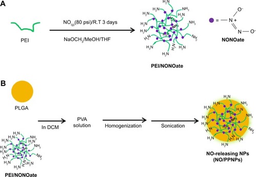 Figure 1 Synthesis of PEI/NONOate, followed by NO/PPNPs fabrication.Notes: (A) Synthesis of PEI/NONOate and (B) fabrication of NO/PNNPs.Abbreviations: NONOate, diazeniumdiolate; NO, nitric oxide; PLGA, poly(lactic-co-glycolic acid); PEI, polyethylenimine; NPs, nanoparticles; THF, tetrahydrofuran; NO/PPNPs, NO-releasing PLGA-PEI nanoparticles; PVA, poly(vinyl alcohol); DCM, dichloromethane; NaOCH3, sodium methoxide; MeOH, methanol.