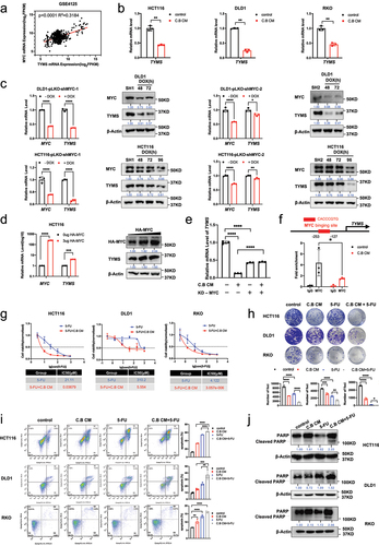 Figure 3. C.B attenuates MYC-mediated expression of TYMS to enhances the chemo sensitivity of CRC to 5-FU.