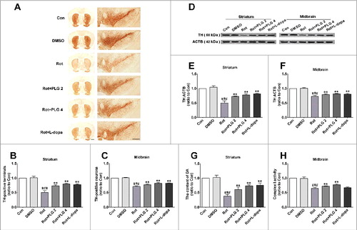 Figure 2. PLG restores TH expression in a mouse model of rotenone-induced PD. C57BL mice were treated with rotenone (10 mg/kg) for 6 wk followed by PLG (2 or 4 mg/kg) or l-dopa (20 mg/kg) for 4 wk. (A) TH (tyrosine hydroxylase) expression in the midbrain and striatum was assessed by immunohistochemistry. Scale bar: 500 μm. (B, C) Quantitative analysis of TH-positive neurons in the striatum (B) and midbrain (C). (D) TH expression in the midbrain and striatum was determined by western blotting. (E, F) Quantitative analysis of TH expression in the striatum (E) and midbrain (F). (G) Dopamine (DA) content in the striatum was assessed by HPLC. (H) Activity of mitochondrial complex I in the midbrain. Data are expressed as the mean ± SD (one-way analysis of variance). ###P<0.001 vs. control (Con); **P<0.01 vs. rotenone (Rot) (n = 5).