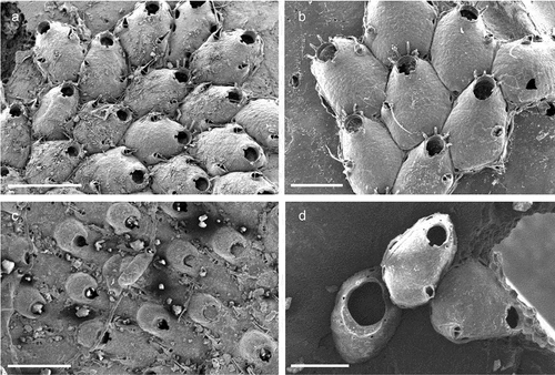 Figure 35. Escharina vulgaris. (a) Colony. (b) Avicularia with mandibles. (c) Maternal zooids with ovicells. (d) Ancestrula with early astogenetic autozooids. Scales: (a, c) 500 µm; (b) 250 µm; (d) 200 µm.