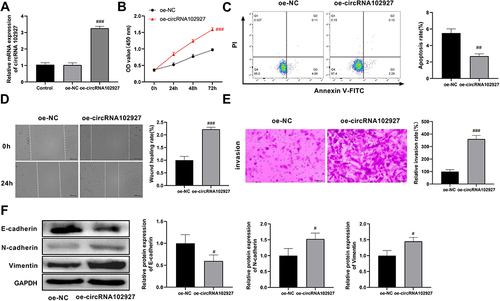 Figure 8 Upregulation of circRNA102927 led to enhanced proliferation, migration, invasion, and EMT in foot metastatic melanoma (ZY) cells, along with reduced apoptosis. (A) After A2058 cells were transfected with oe-circRNA102927, overexpression efficiency was assessed by RT-qPCR. (B) The proliferation of A2058 cells was measured by CCK8 after treatment with oe-NC or oe-circRNA102927. (C) Flow cytometry was used to assess the effect of circRNA102927 overexpression on apoptosis in metastatic melanoma cells. (D) A2058 cell migration was detected after circRNA102927 overexpression by wound healing assay. (E) The Transwell assay was employed to determine cell invasion upon circRNA102927 upregulation. (F) Western blot was performed to detect the effect of circRNA102927 overexpression on the expression levels of EMT-related proteins (E-cadherin, N-cadherin, and Vimentin) in A2058B cells. #P < 0.05, ##P < 0.01,###P < 0.001 vs oe-NC group.
