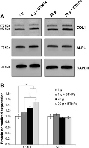 Figure 6 Protein-expression analysis.Notes: Western blotting 48 hours after treatment for collagen type I (COL1; the largest band [150 kDa] corresponds to the two α1 chains, the smallest one indicates the α2 chain [170 kDa]) and for alkaline phosphatase (ALPL; 75 kDa). Glyceraldehyde-3-phosphate dehydrogenase (GAPDH) was used as the reference. Representative results (A) and quantitative evaluation of the relative intensities of the Western blotting bands (B).Abbreviation: BTNPs, barium titanate nanoparticles.