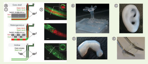 Figure 2. Bioprinting various bioinks. (A) Composite printing of multimaterial methacylated bioinks printed through a photopermeable lumen resulting in (i) a core–shell when both inks are extruded and the UV is switched on, heterogeneous structure when each ink is extruded simultaneously and a hollow structure (ii) the respective confocal image of cells labeled with different dyes with cross-section insert [Citation119]. Reproduced with permission from John Wiley & Sons Inc. (B) Overhanging structures printed with agarose into a fluorocarbon bath [Citation120]. (C) Alginate sulfate–nanocellulose bioink printed into the shape of an ear [Citation121]. Reproduced with permission of Springer. (D) Sheep meniscus shape printed with collagen type I and seeded with fibrochondrocytes [Citation102]. Reprinted with permission from ACS Biomaterials Science & Engineering. Copyright 2016 American Chemical Society. (E) Tubular 5% PEGDA Schematic printed on a rotating rod in a photopermeable capillary [Citation119]. Reproduced with permission from John Wiley & Sons Inc.