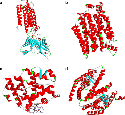 Figure 2 The 3D protein structures of ADIPOQ (a), GLUT4 (b), PGC-1α (c), and PPAR-γ (d).