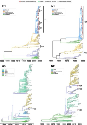 Figure 4. Bayesian phylogeny of HA (H1 and H3) and NA (N1 and N2) genes of swine IAV in Colombia. Phylogenetic relationships inferred using Bayesian analysis. Each branch is coloured according to the ancestral lineage. Trees were constructed using Beast programme by Bayesian Markov-Chain Monte Carlo with >100,000,000 generations. Red circles represent sequences from this study. Collapsed trees are illustrated here, an extended and more detailed versions are available in supplementary material.