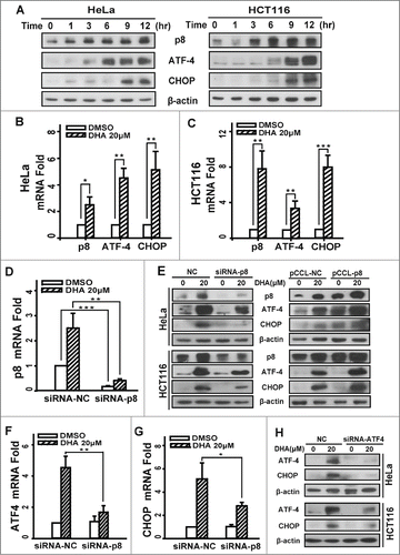 Figure 1. Dihydroartemisinin upregulates p8, ATF4 and CHOP at transcription level and protein level in HeLa and HCT116 cells. (A). HeLa and HCT116 cells were treated with 20 μM DHA for the indicated times, and total cell extracts were probed with antibodies against p8, ATF4, CHOP and β-actin. (B and C).HeLa and HCT116 cells treated with 20 μM DHA for 9 h, then total RNA was extracted and p8, ATF4 and CHOP mRNA expression was analyzed by RT-PCR, using GAPDH as a control gene. Three independent experiments were performed and the values were expressed as the mean ± SD. (E and H). After transfection with pCCL− p8 plasmid or specifically targeted siRNA (p8 or ATF4) for 24 h, HeLa and HCT116 cells were treated with DHA (20 μM) for 24 h, after which p8, ATF4 and CHOP protein levels were measured by protein gel blot analysis. β-actin was measured as the loading control. (D, F-G) After transfection with specifically targeted p8 siRNA for 24 h, HeLa cells treated with DHA (20 μM) for 9 h, after which total RNA was extracted and p8, ATF4 and CHOP mRNA expression was analyzed by RT-PCR, using GAPDH as a control gene. Three independent experiments were performed and the values were expressed as the mean ± SD. *P < 0.05; **P < 0.01; ***P < 0.001.