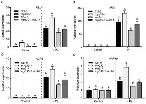 Figure 2. MYB30 and EIN3 antagonistically modulate the expression of RSL4 and selected PSR genes under Pi deficiency. (a–d) RT-qPCR assays for the determination of the expression of RSL4 (a) and selected PSR genes (b-d). Seven-day-old Col-0, myb30-1 ein3-1 and myb30-1 ein3-1 plants were left untreated (Control) or grown under the -Pi condition. ACTIN2 was used as the internal control. Data were normalized by gene expression level in Col-0 under control condition. Error bar represents SD (n = 3). Statistical signiﬁcance was determined using a Student’s t-test by comparing with the WT control (Col-0) in each treatment; signiﬁcant differences are indicated by different lowercase letters (P < .05)