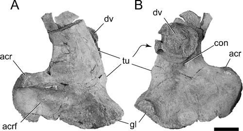 Figure 12. BIBE 45958, Alamosaurus sanjuanensis. Incomplete left scapula and dorsal vertebral centrum in A, lateral, and B, medial views. Dorsal vertebral centrum is attached to medial surface of scapula. Abbreviations: acr, acromion process; acrf, acromion fossa; con, asymmetrical medial concavity; dv, dorsal vertebral centrum; gl, glenoid fossa; tu, tuberosity. Scale bar = 10 cm.