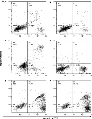 Figure S3 Flow cytometry analysis of MDA-MB-231 cell apoptosis.Notes: (A–F) Apoptosis of MDA-MB-231 cells exposed to pGNRs@mSiO2 or pGNRs@mSiO2-RGD nanoprobes for 24 hours with or without 6 MV X-rays (6 Gy). (A) Control, (B) pGNRs@mSiO2, (C) pGNRs@mSiO2-RGD, (D) RT, (E) pGNRs@mSiO2 + RT, and (F) pGNRs@mSiO2-RGD + RT. pGNRs@mSiO2, mesoporous silica-encapsulated gold nanorods; pGNRs@mSiO2-RGD, RGD-conjugated mesoporous silica-encapsulated gold nanorods; RGD, arginine–glycine–aspartic acid (Arg-Gly-Asp) peptides. Variables B1–B4 respectively refer to necrotic cells, early stage apoptotic cells, normal cells, and late stage apoptotic cells.Abbreviation: RT, radiation.