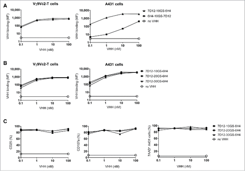 Figure 2. The effect of orientation and linker length in the bispecific VHH. (A and B) Vγ9Vδ2-T cells (left) or EGFR-expressing A431 cells (right) were incubated in the presence or absence of the indicated VHHs and bound VHH was assessed by flow cytometry. Mean fluorescence intensity (MF) of bound VHH to the cells is depicted. (C) Vγ9Vδ2-T cells and A431 cells were co-cultured in a 1:1 ratio for 24 hrs in the presence or absence of the indicated bispecific VHH. Both CD25 (left) and CD107a (middle) expression on Vγ9Vδ2-T cells were assessed by flow cytometry. The percentage of lysed A431 cells (right) was determined using 7-AAD staining and flow cytometry. Representative figures of n = 3 experiments are shown. Abbreviations: Gly4Ser (GS).